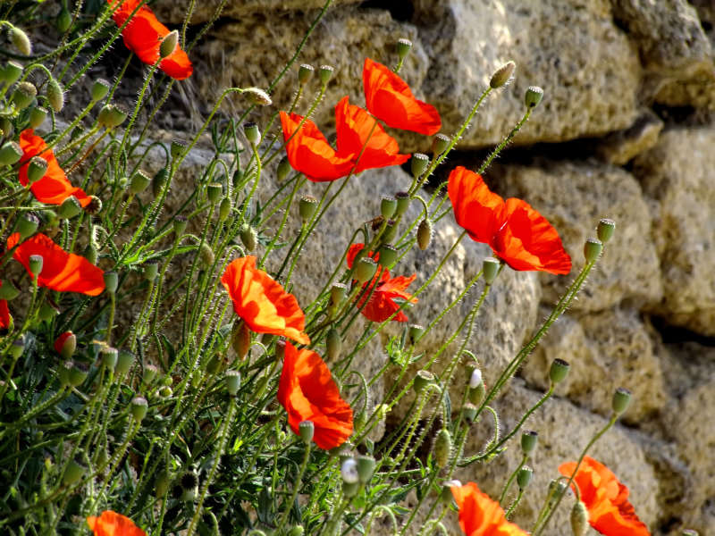 Stone wall and poppies, Parc Naturel Régional du Luberon, Southern France
